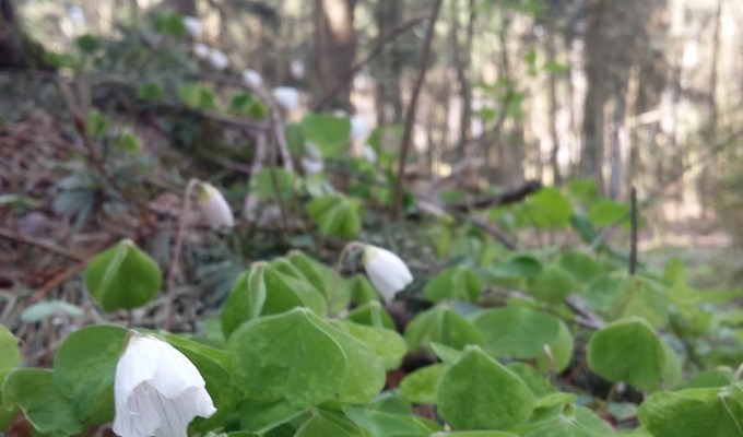 Taunustanz – op de Großer&nbsp;Feldberg