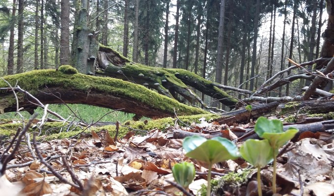Taunustanz II – Altkönig & Weisse&nbsp;Mauer