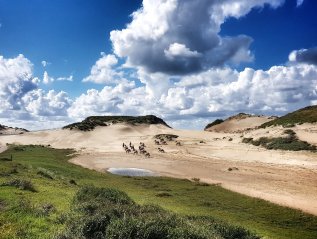 Konikpaarden bij Kattendel,&nbsp;09.09.17