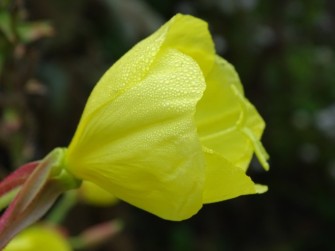 Dewdrop Tauperlen Pink Evening Primrose Dew