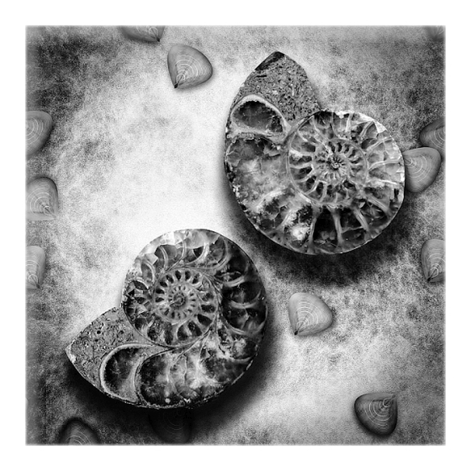 shells on the seabottom