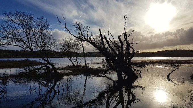 Vogelmeer NP Zuid-Kennemerland