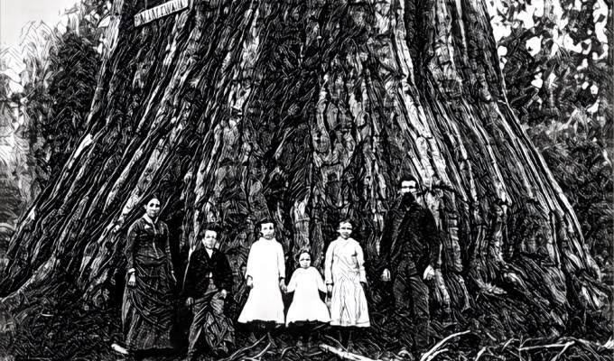 BOMEN EN HET&nbsp;BOS